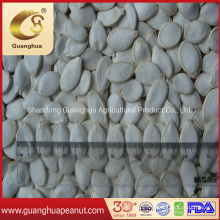 Export Standard Shine Skin Pumpkin Seeds